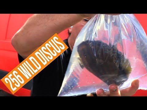 The most amazing wild discus we have ever received