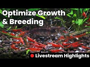 We’ve Bred 1000s of Shrimp, Here’s How We Feed Them