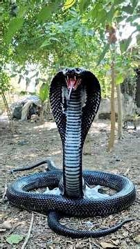 नाग VS नेवला 🐍 😱 #naag #school #nevla #aryansir #shorts #babyshorts #lesson