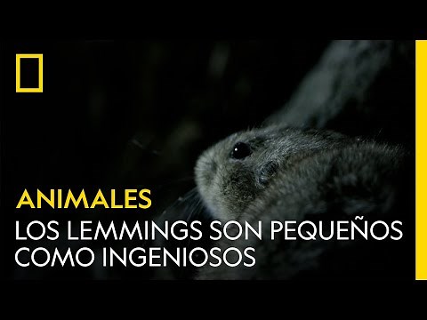 Los lemmings de estepa son tan pequeños como ingeniosos | NATIONAL GEOGRAPHIC ESPAÑA