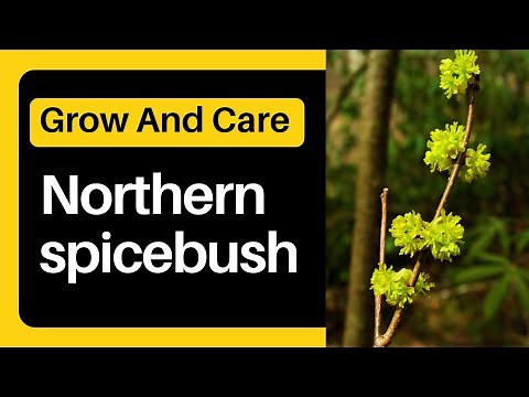 How To Successfully Grow and Care For The Beautiful Northern Spicebush (Lindera Benzoin)