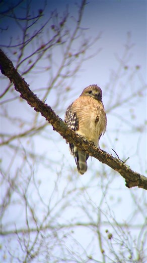 [ASMR] Calling from Above — Red-shouldered Hawk #Shorts