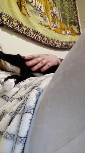 ⭐ Meet Sox: The Ultimate People-Cat ❤️ Hugs included  ​Sox is a...