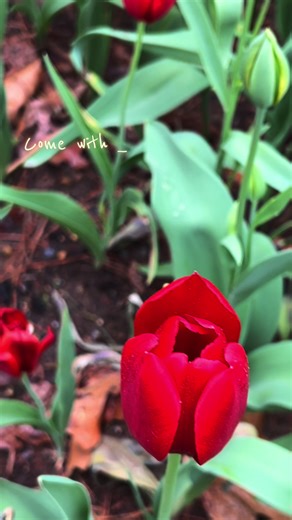 A Personal Journey: Embracing Imperfection on My 31st Birthday