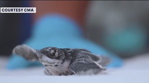 Record-breaking sea turtle nesting season