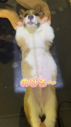レントゲンをがんばるウェルシュコーギー