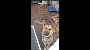 2.2K views · 108 reactions | Rescued/Found German Shepherd Dog (GSD) now named Greta [a German/Scandinavian name. It's origins comes from the beauty of the sea with its Greek association of Margaret meaning “pearl"], no microchip, one-day rescue ops, N. Monroe Rd. x W. Parker Rd, Deer Park, Dec. 13th, 2025 [rescue day]: DAY ONE AFTER RESCUE: 12-15-25 Original Rescue Post: https://shorturl.at/bqlAl | Freddie B's Furry Friends Rescue 501c3 non-profit | Facebook