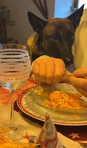 Comment voulez-vous que j’y arrive ? 🤷🏻‍♀️ Poupette, à table, normal, selon mon père, et en plus il lui donne à manger à table donc pour elle, c’est le vrai bonheur 🤦🏻‍♀️ je suis dépassé, je sais plus quoi faire🤪 | Educ'passion - ixo