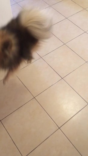 42K views · 17 reactions | Does your dog get the zoomies? ⚡⚡ | Reader's Digest | Facebook