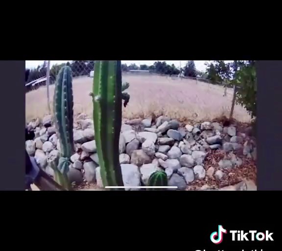 Cactus Growth Timelapse: Scop x Zelly's 6-Month Journey