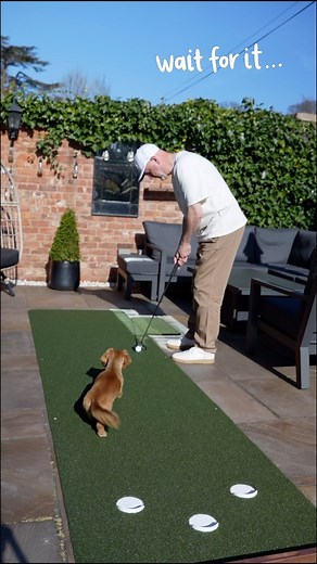 Trying to get some putting practice in……someone has different ideas!! PrimePutt mats are the closest thing to replicate your grade turf and practice that is reflective of on course reality…..apart from the interference from Penny! #golf #golfcourse #golfclub #golfcoursearchitecture #golfdrill #golfpractice #primeputt | The Average Golfer