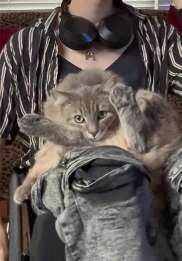 Meet Fury.. the ferocious beast 🐈‍⬛👀 Alt text: a woman sits in a wheelie in her wheelchair with a large fluffy grey cat on her lap. Captions are on screen for accessibility. #Funny #Wheelie #Fury #Wheelchair #Cat
