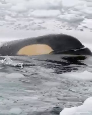 Something about Orcas watching you is deeply unsettling.