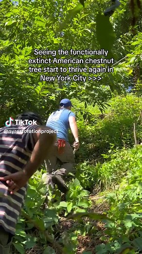 New York Restoration Project on TikTok
