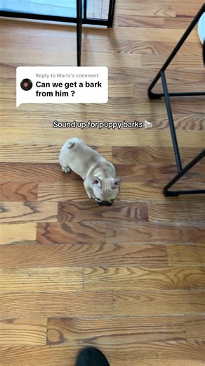 Replying to @Marts still working on his bark… #fyp #frenchie #buttersthefrenchie