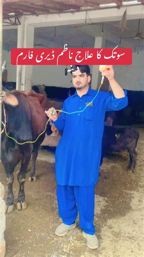 Effective Milk Fever Treatment in Dairy Farming