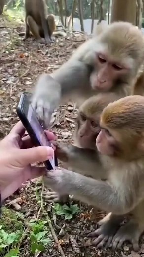 6.7M views · 126K reactions | A video shared on Twitter, which went #viral on the internet, showcased monkeys scrolling through social media like it’s an everyday activity for them. | News18 | Facebook