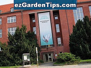 Die wichtigsten Pflanzen, die im alten Ägypten wachsen 🌱 Tipps Gärtner - De.ezGardenTips.com