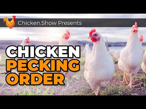 Pecking Order Secrets Every Chicken Owner Should Know