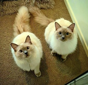 Mourning Cat Breaks Hearts Sitting by Sibling’s Urn Daily: ‘Making Me Cry’