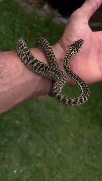 Het snow zebra carpet python #reptiles Australian snake breeder