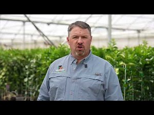 How Do Citrus Liners Ship? | Packaging & Shipping Explained | TreeSource FAQ 2025