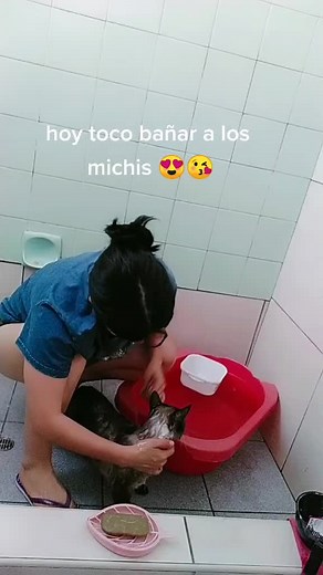 Grooming Time: Bathing My Cat in the Bathroom