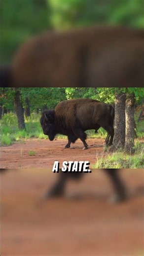 Bison in Oklahoma: A Surprising History!