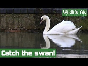 Crashed swan given a second chance in the wild!