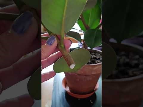 Bouture Ficus Elastica arbre à caoutchouc 🌸