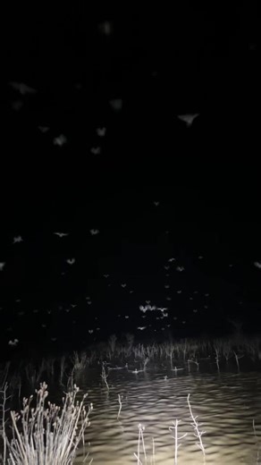 Coot limits #fyp #coots | Coot Coot