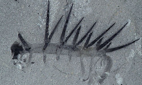 Hallucigenia sparsa - The Burgess Shale