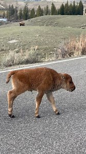 The first bison calf of 2025 has been spotted in Yellowstone!! This video was from last April. #photography #wildlife #nature #reels #foryoupqageシ #babyanimals #bison #buffalo #wildanimals | Good Bull Guided