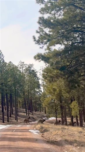 Cow Elk Unit 10 New Mexico