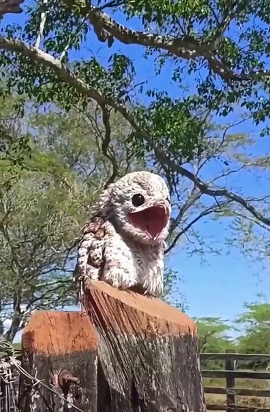 🔥 Meet the Potoo — aka the “Ghost Bird” — living in Central and South America and sometimes making drawn-out whistles and grunts
