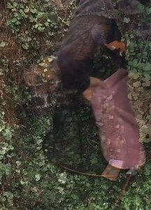 Ever wondered how we handle a fox during a rescue? 🦊 Here’s David demonstrating the process while rescuing 'Flossie,' who was reported to be suffering from mange and a limp. | The Fox Project