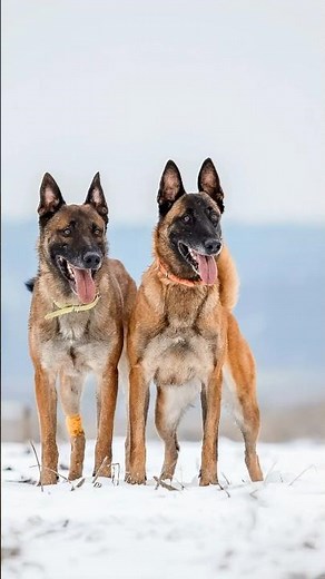 The Female Belgian Malinois Is Better Than the a Male.