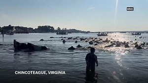 Chincoteague wild ponies make their annual swim across the Assateague Channel for 100th time