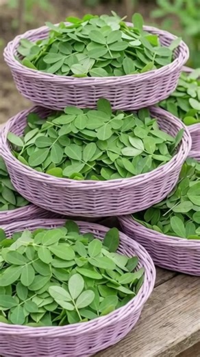 Everything You Need to Know About Chipilin Plants