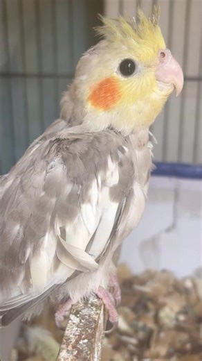 Cockatiel bird baby 🐣| #cockatiel #birds #baby #cockatielbird #parrot #cutebaby #ytshorts #shorts