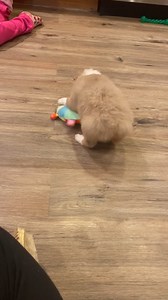 Australian Shepherd puppy for sale