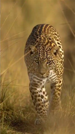 Most Animals Survive Without Running | The Secrets of Survival