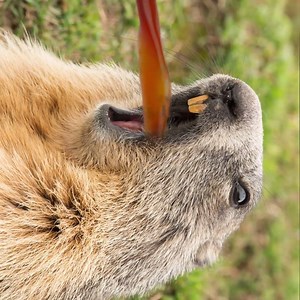 26K views · 395 reactions | Phil says, "Keep the coffee comin'!" Did you get the news you wanted to hear this Groundhog Day? | Cumberland Farms | Facebook