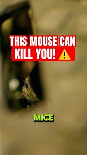 Why Mice Carry One Of The DEADLIEST Viruses On Earth?!