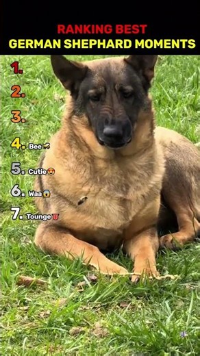 Ranking Best German Shepherd Moments 🐕 | Funny Dog Videos #shorts #viral