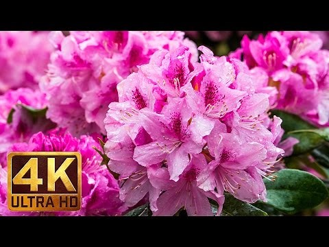 Flowers, Leaves & Rain - 4K Video of Rain Falling on Flowers - 3 HOUR