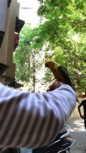 Free flight training sun conure