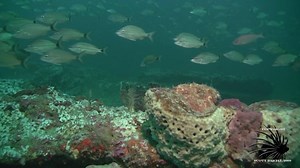 NATURAL REEFS IN PENSACOLA FLORIDA