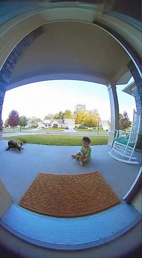 Caught on Camera: Cat Fights Off Alligator to Save Baby 🎥🐊