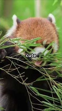 Pandas: Red vs. Giant – Are They Related?